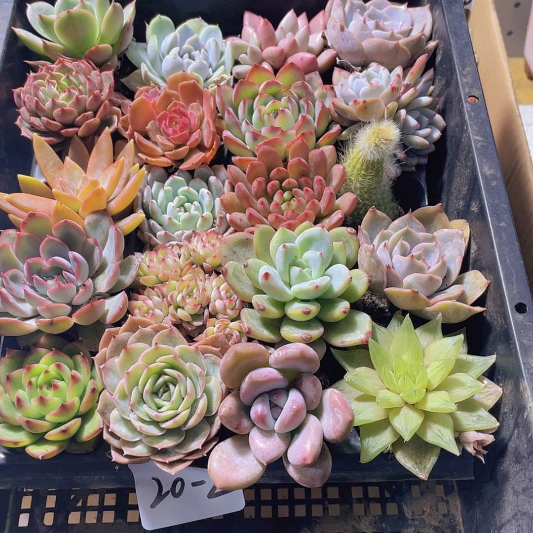 【闪购商品】20颗-2