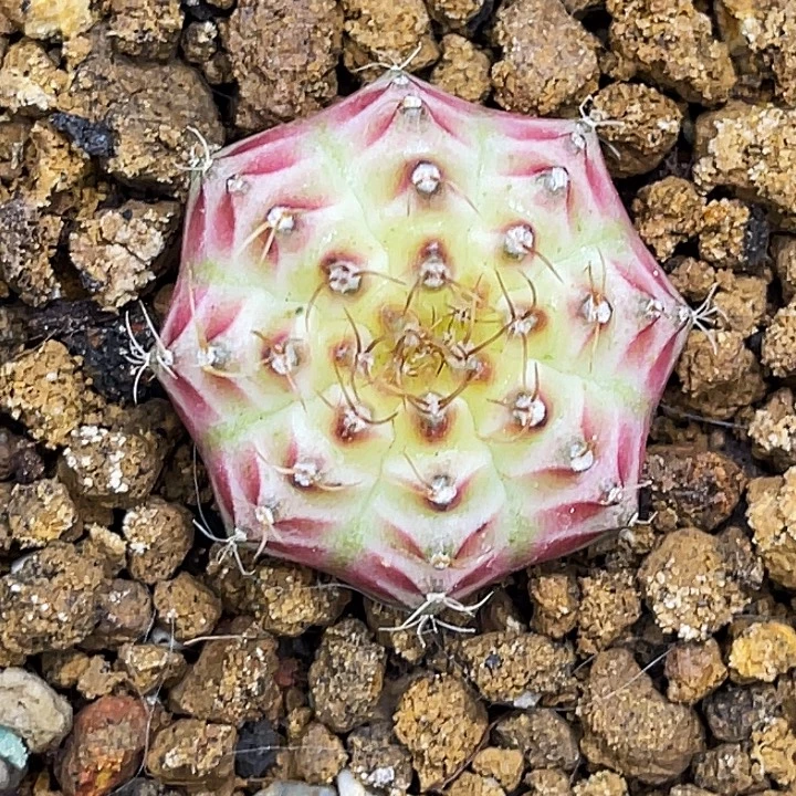 神品白锦皇室轮回 一物一拍