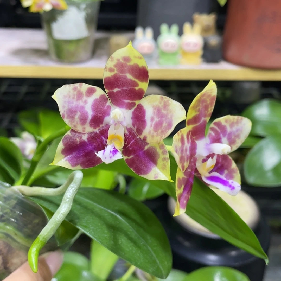 完全开放虎豹2.5寸