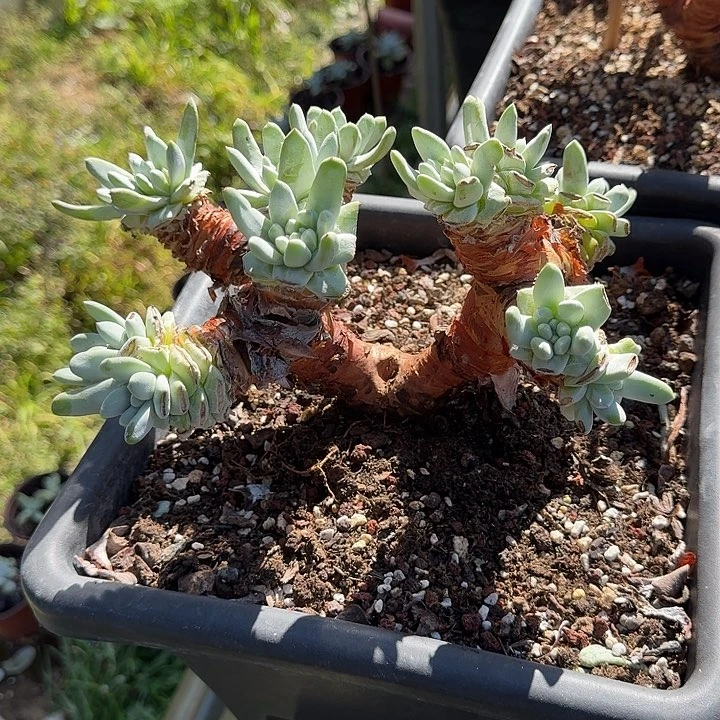 牛*果拇指仙女杯一物一拍