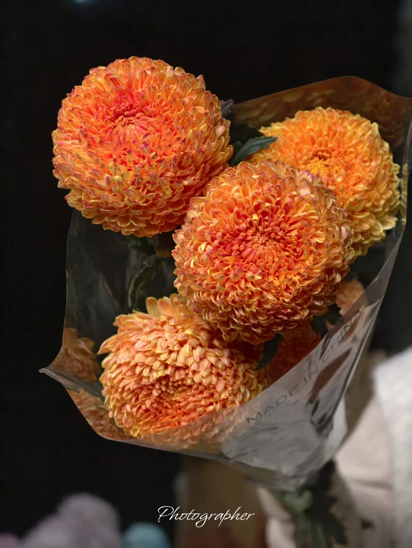 A级稀有金色金辉牡丹菊5支