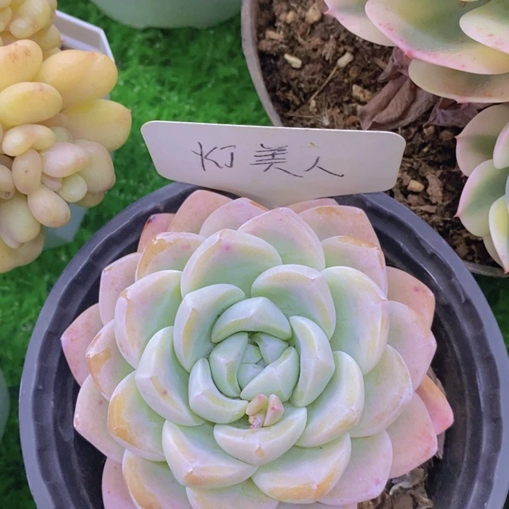 多肉植物，开心多肉