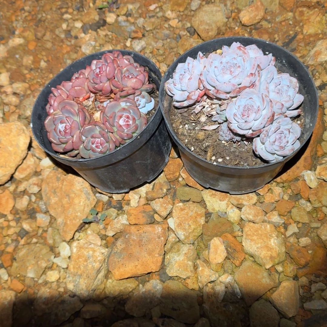 2个150星星橙群生多肉植物