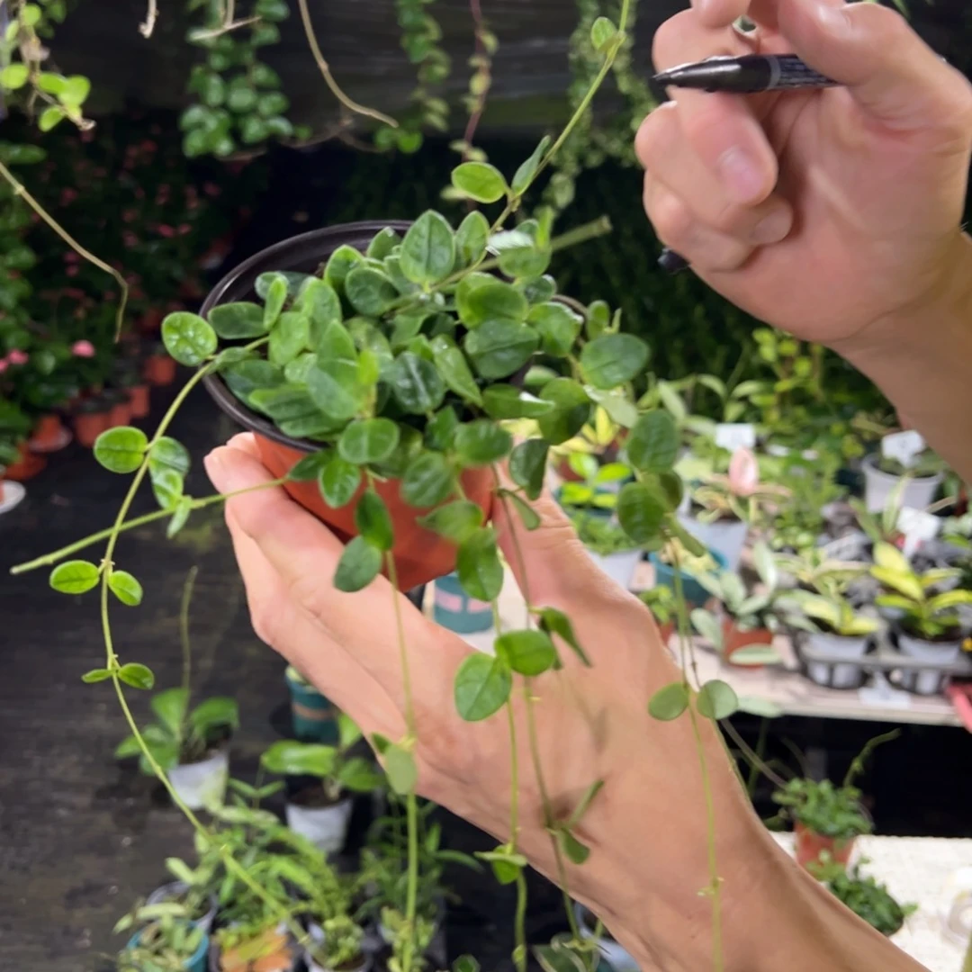 用***2无花朵腾冲球兰桌面款
