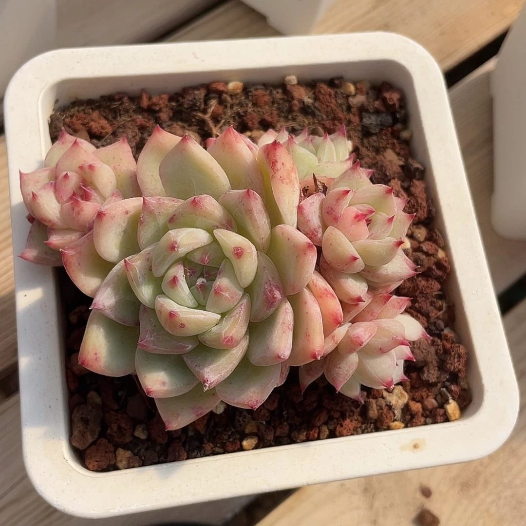 白拉糖群生多肉植物
