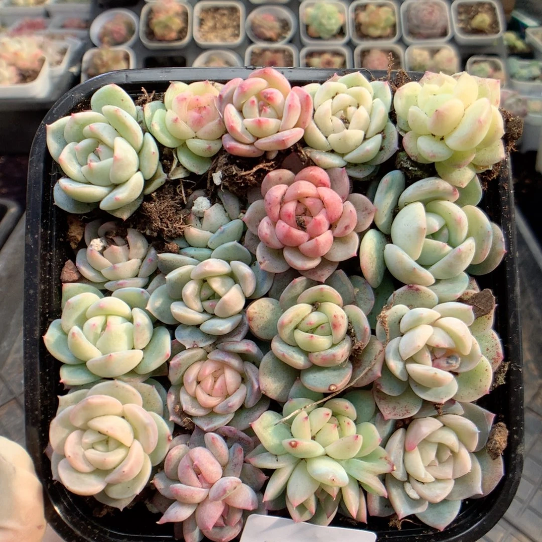 无花朵T102月英语英语
