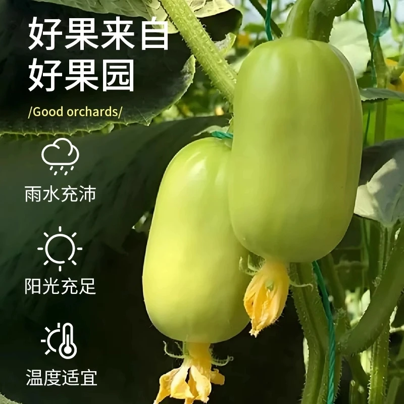 山东新鲜拇指玉女黄瓜青瓜小黄瓜现摘现发皮薄多汁水果清甜可生吃