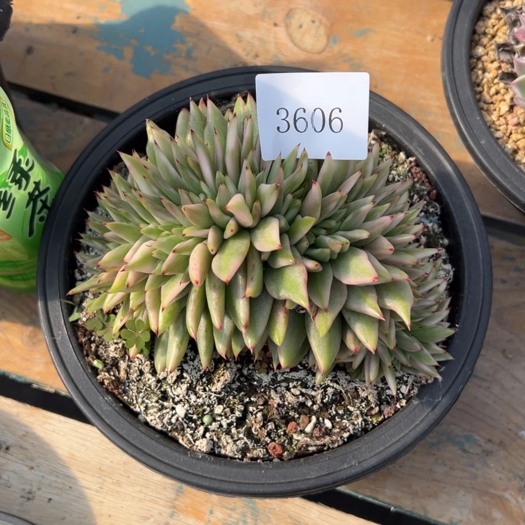 希****嘻3606多肉多多多de' e