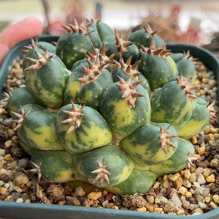 自根獠牙锦9cm有雀斑