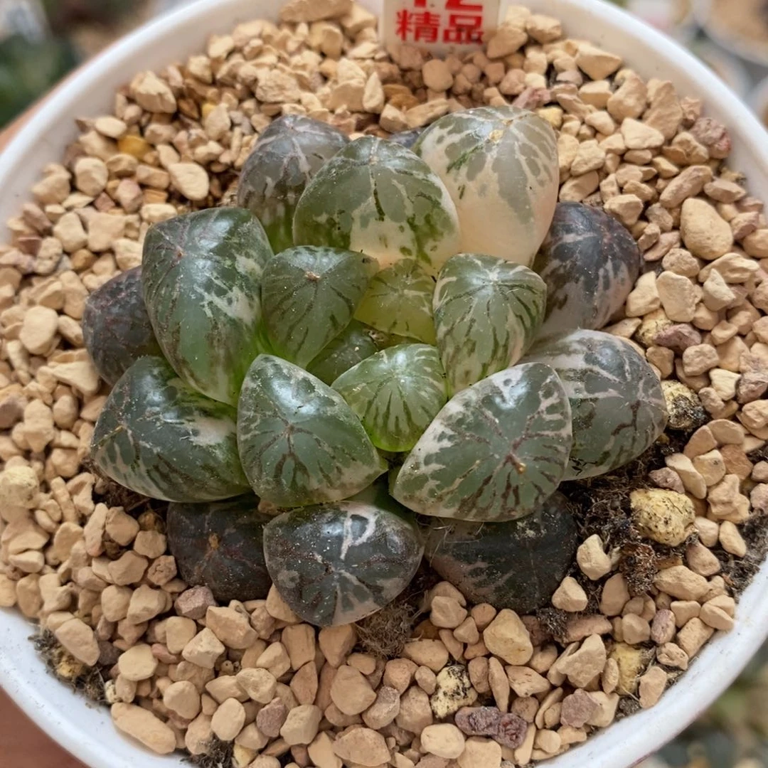 12塑料皮玉露十二卷