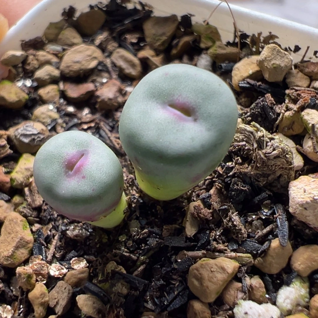 小红嘴母本一物一拍