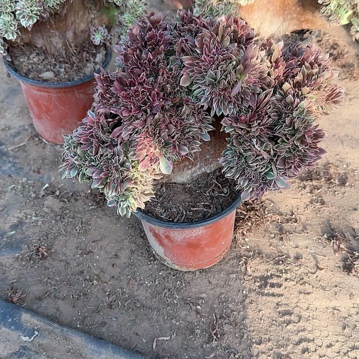 张*缀话脱土发货缀话