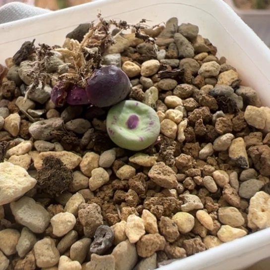 浓***郎小红嘴瑕疵出小个体两颗。 233。