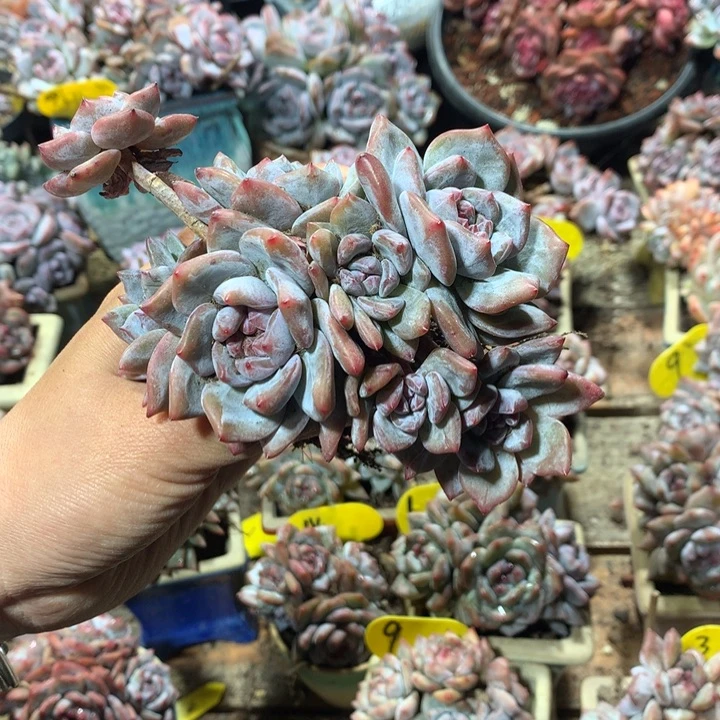 哈哈哈哈哈哈哈哈56