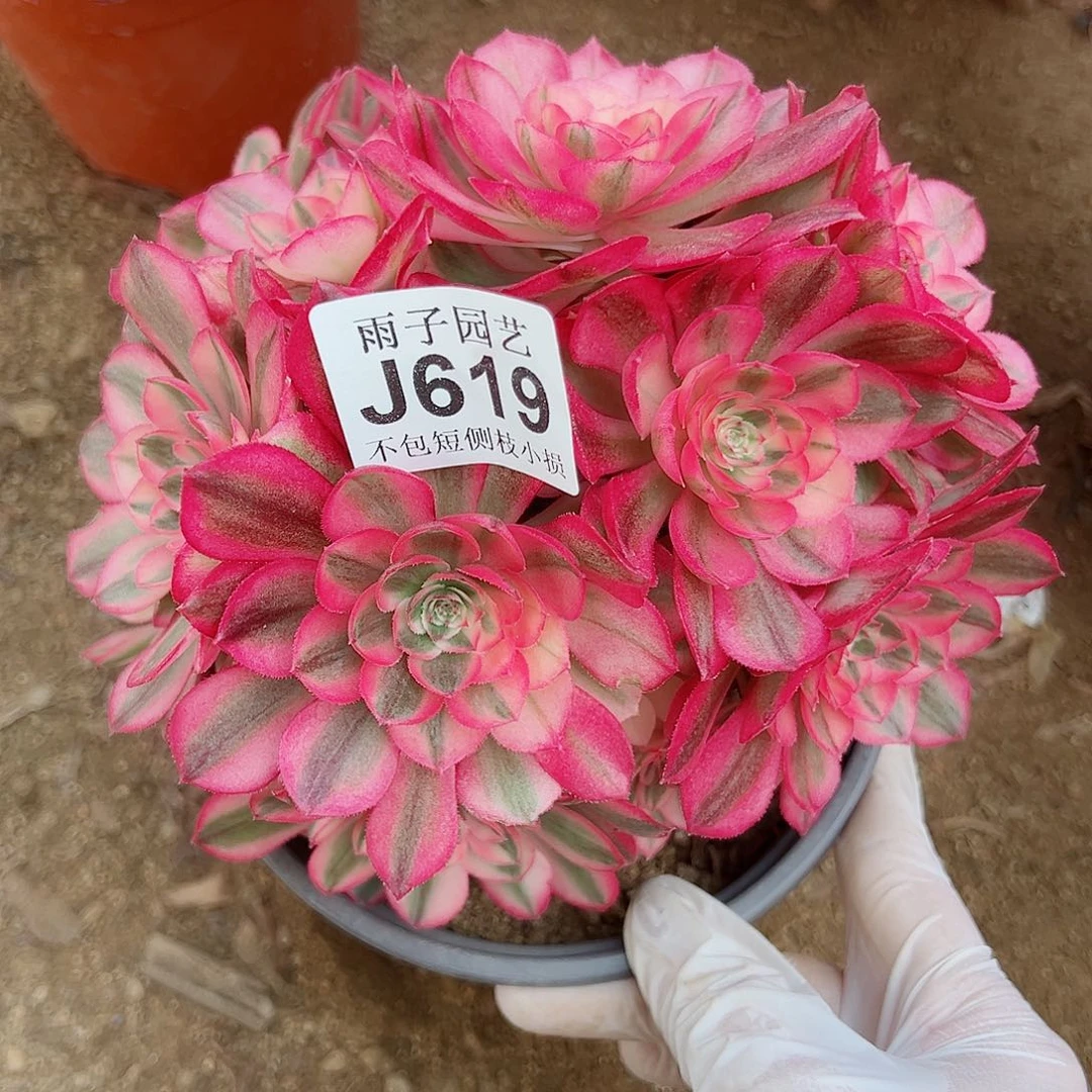 619倾城尺寸18左右