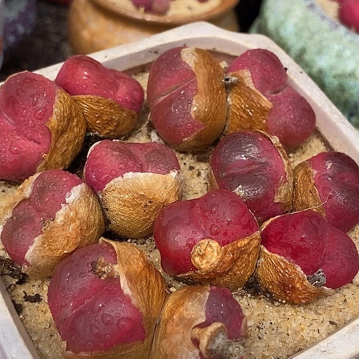 双头红宝石母本一颗