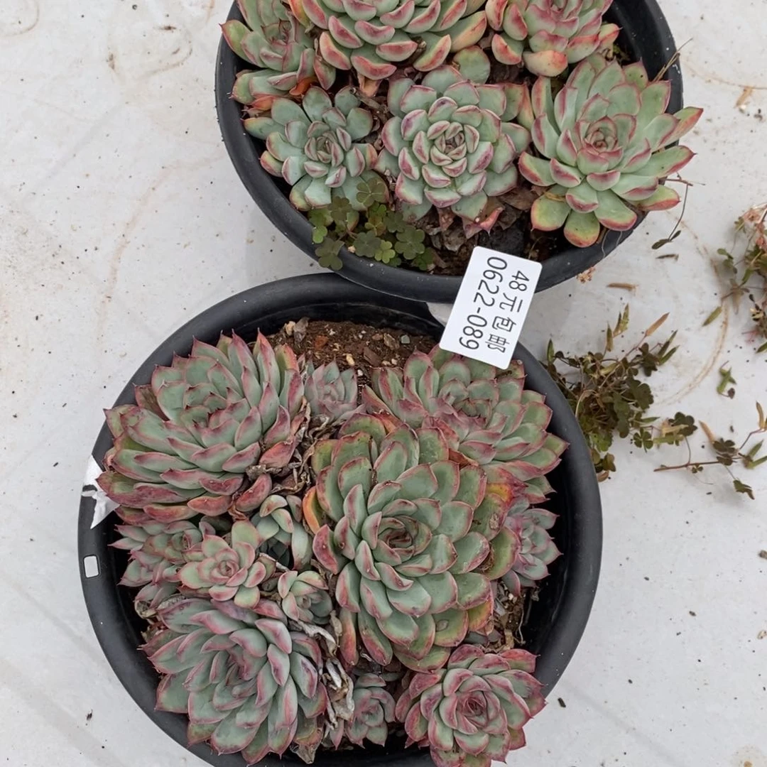 流*飞夏悦多肉0622-89荷花2