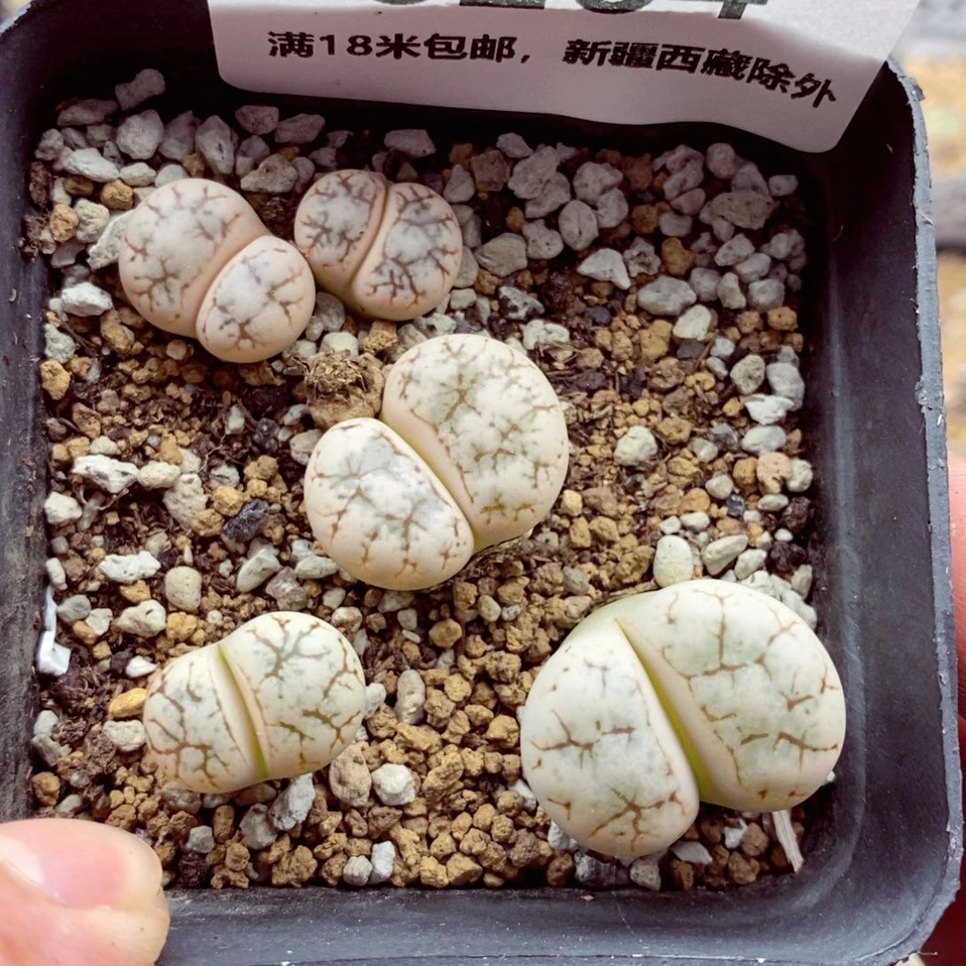 6264。