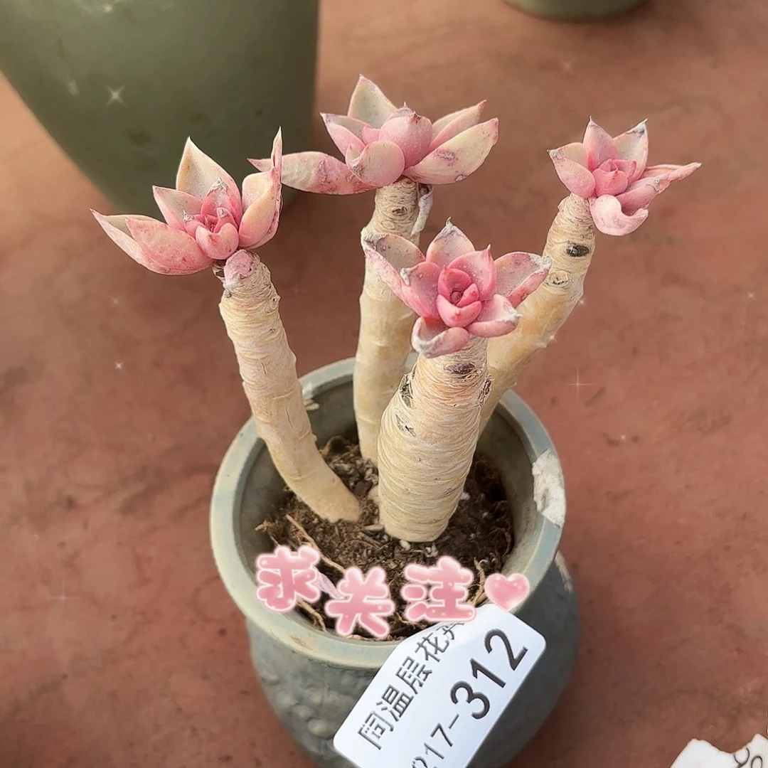 香*儿同温层多肉琼斯312