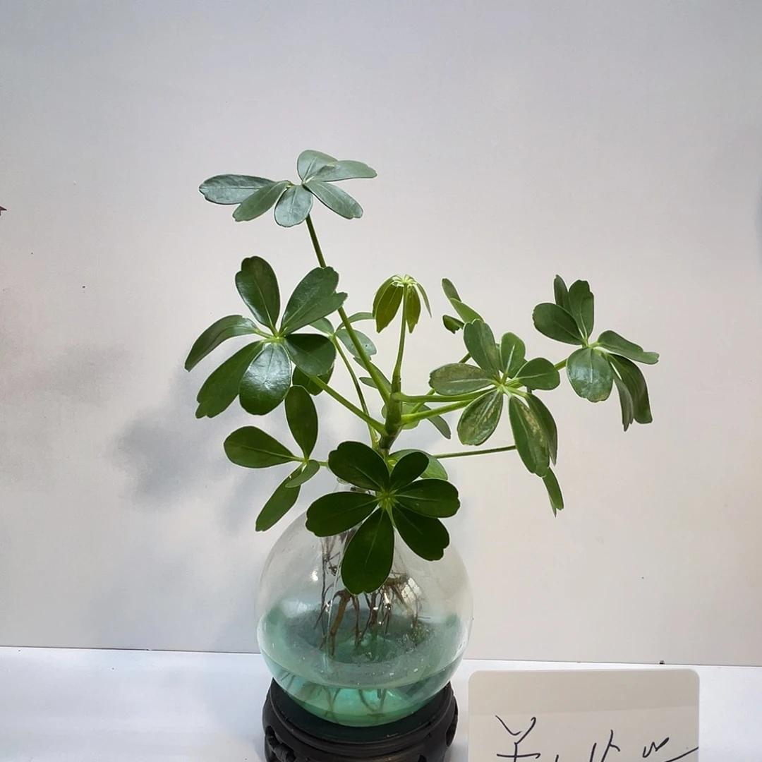 无花朵水培植物栽培技术