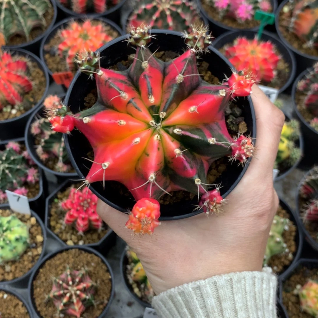 仙人球米哈牡丹锦