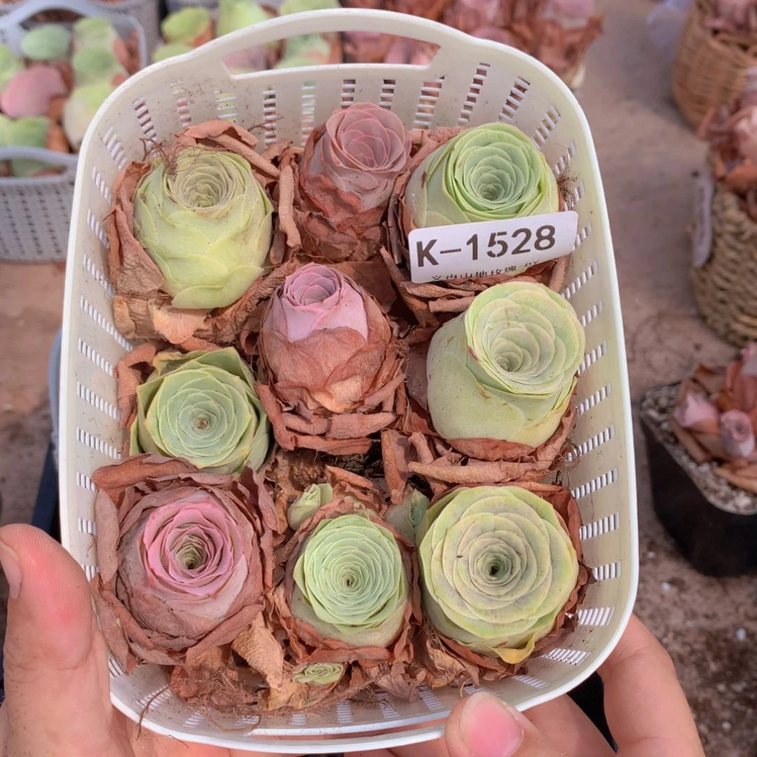 9颗中号山地玫瑰1528