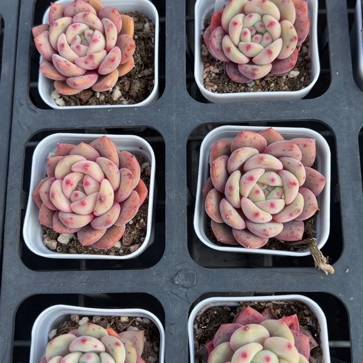 凌雪单头一颗量拍多肉满20包邮初7发