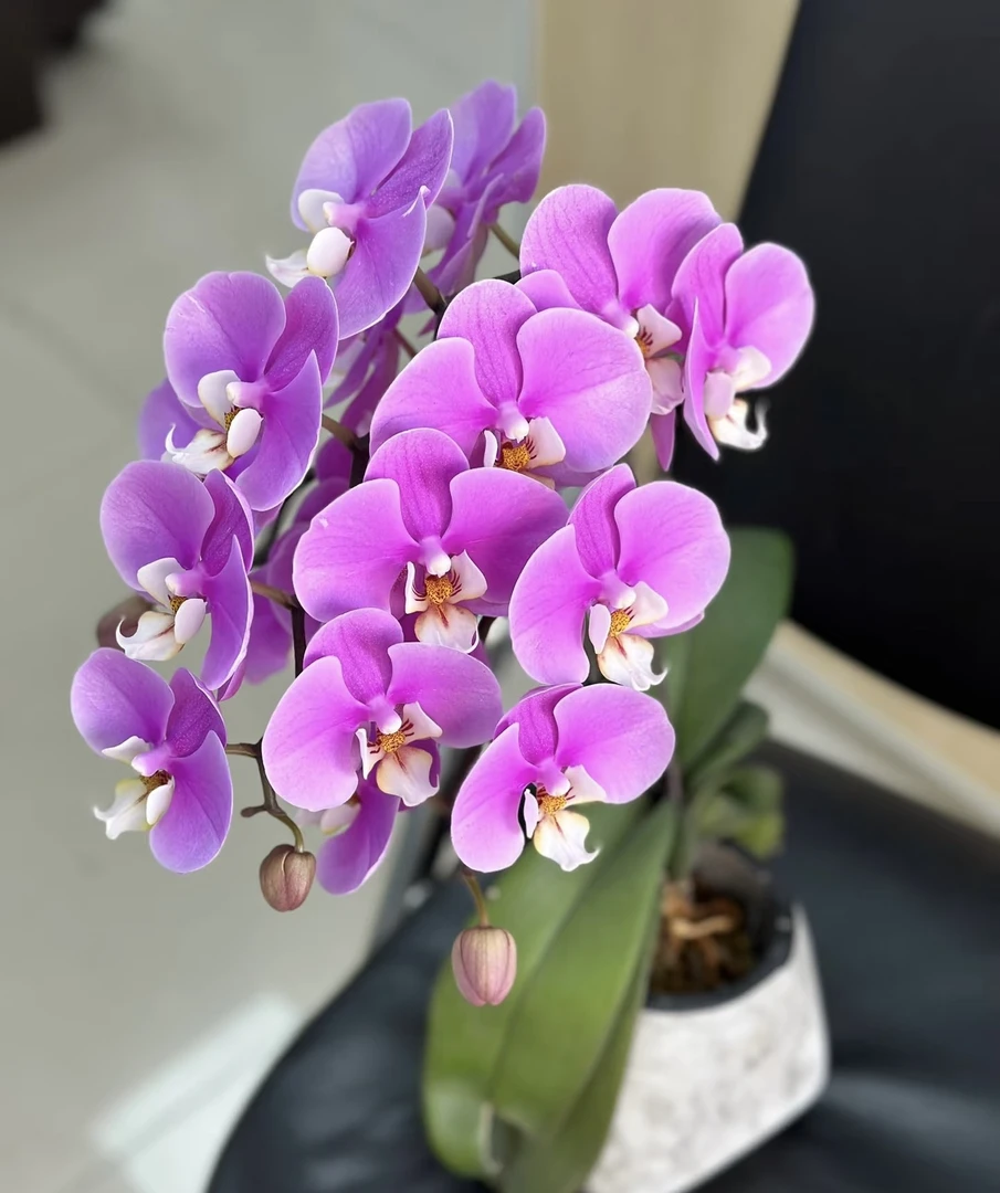 （安娜）蝴蝶兰大花3.0寸杯带2个花剑