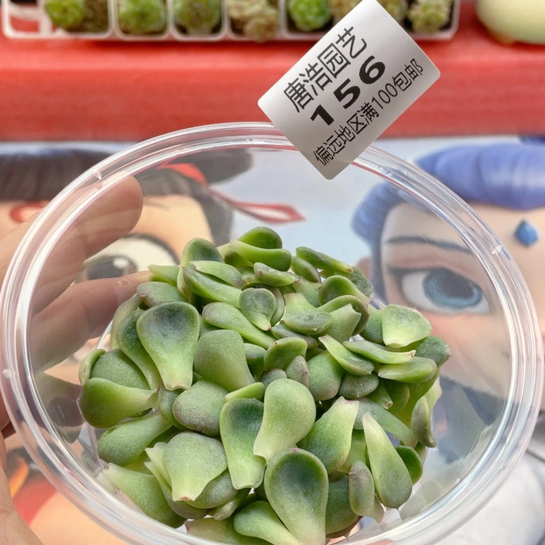 甜心混叶片一物一拍156.