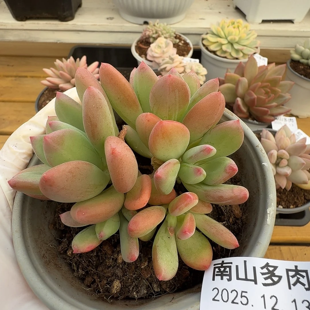 清新美人1111213-79