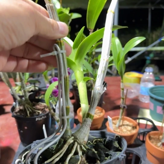 1***1完全开放蓝色玛丽亚泼墨秋