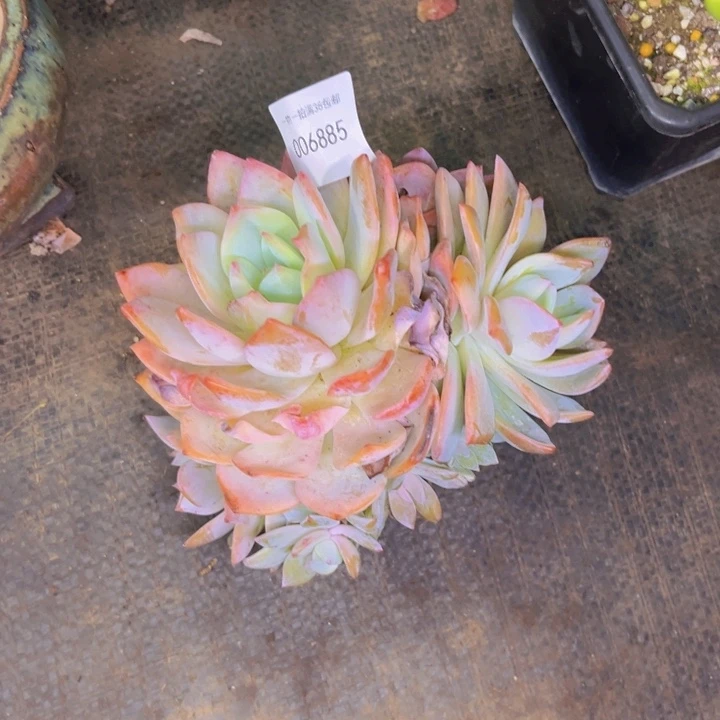 憧***花多肉一物一拍6885