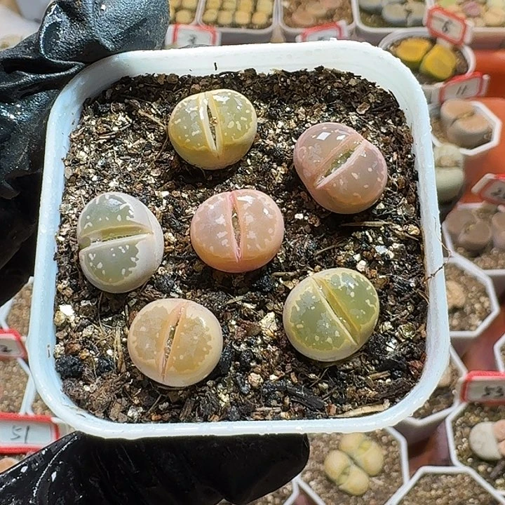 生石花2333；等。 197