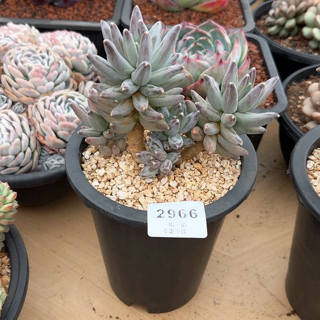 嘟*2966号乌拉克拉