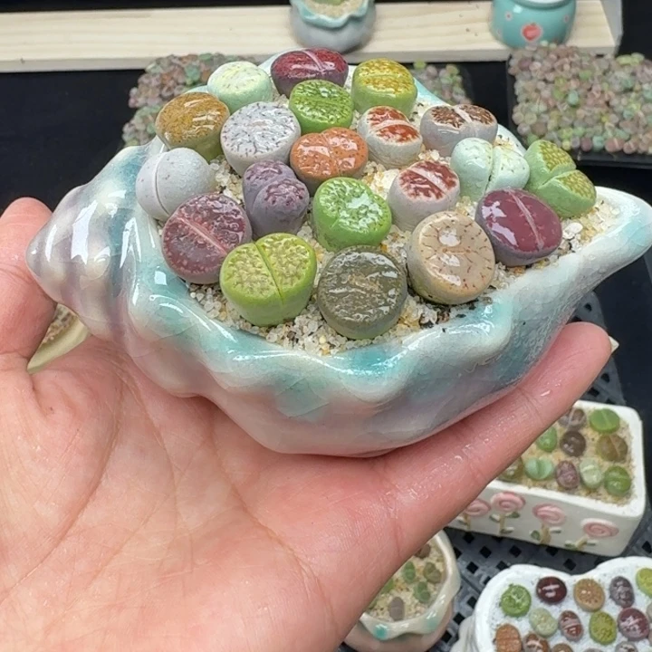 6015零下地区记得拍保温箱