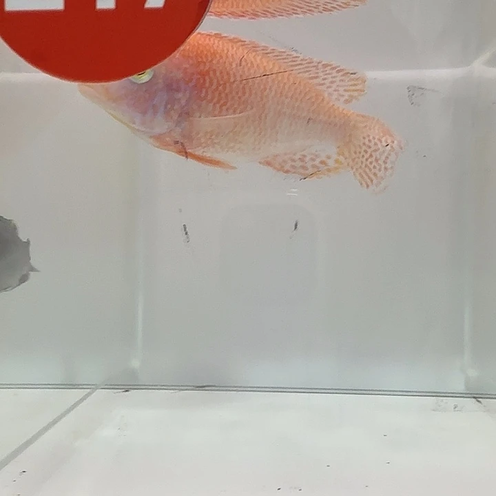 海水217号龙血火焰红