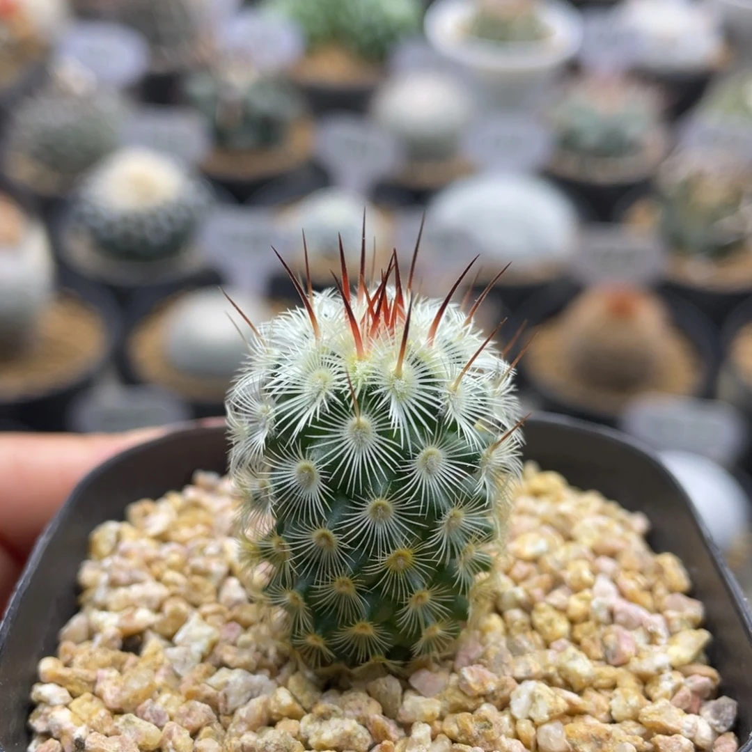 夕雾         实生根