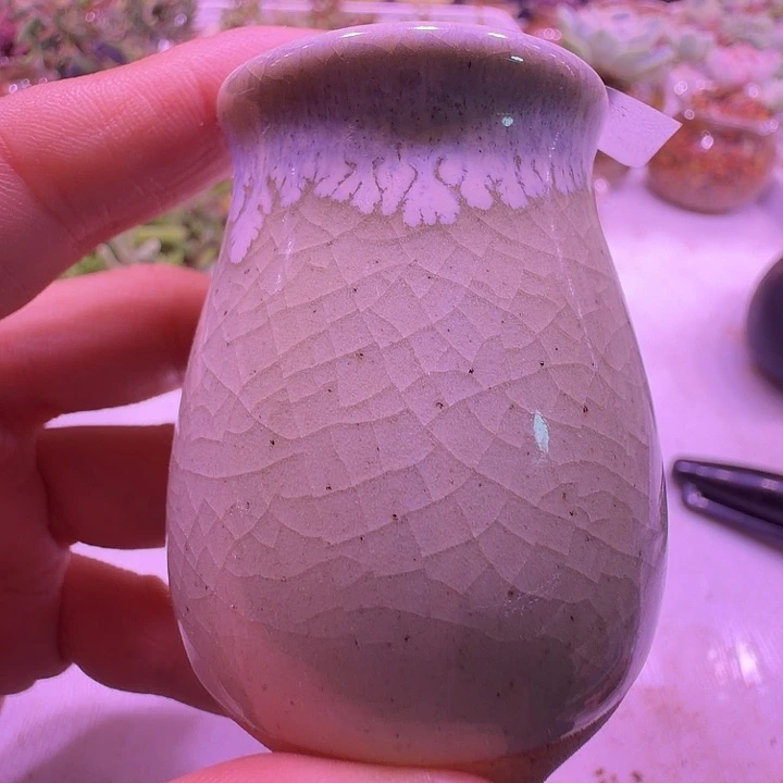 盆57，绿豆糕色拇指小老桩，闲置处理福利出！