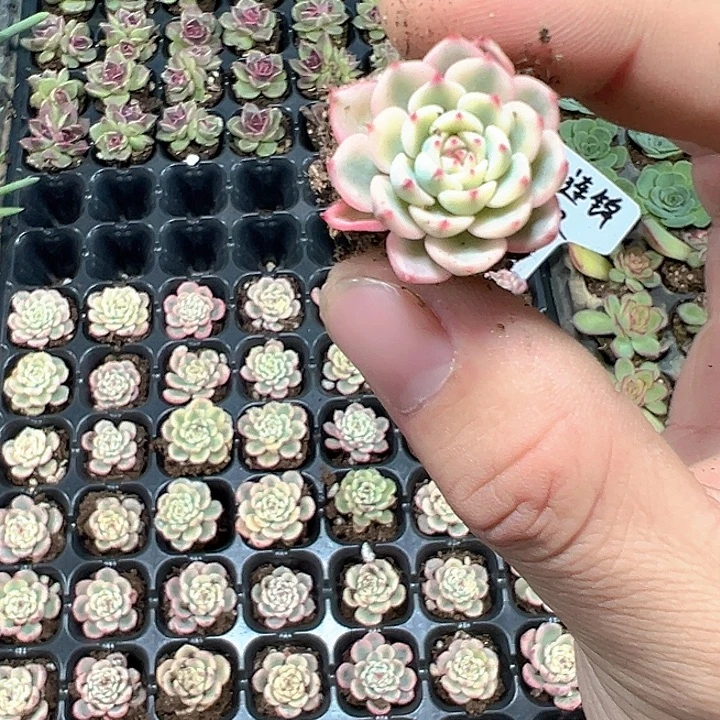 姬莲锦 满10颗包邮