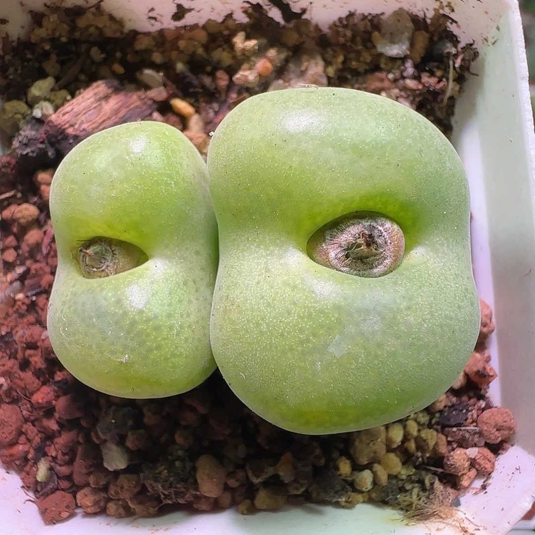 哈哈哈哈哈哈哈哈979