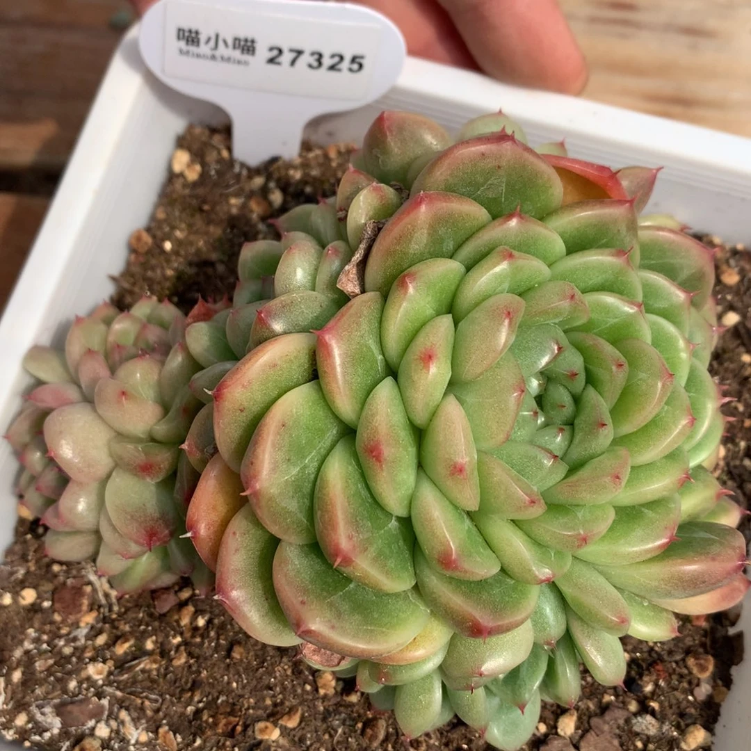 N****恬多肉植物麦秆珍妮