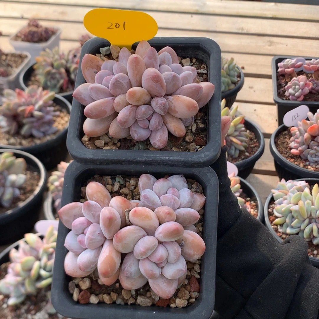 三头精控香水 两颗 201