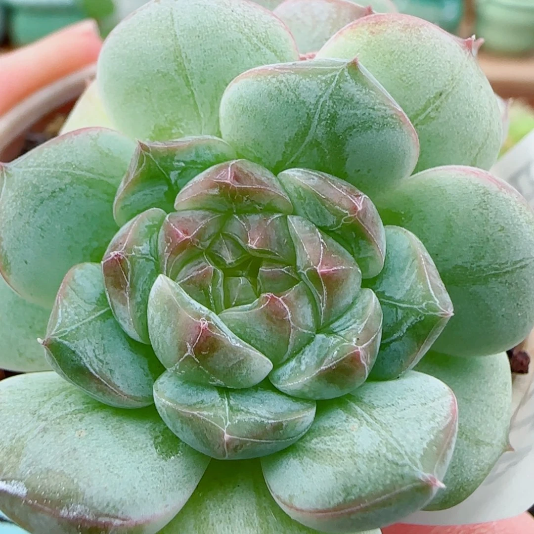 花语逸镜1006-414溏心珍妮