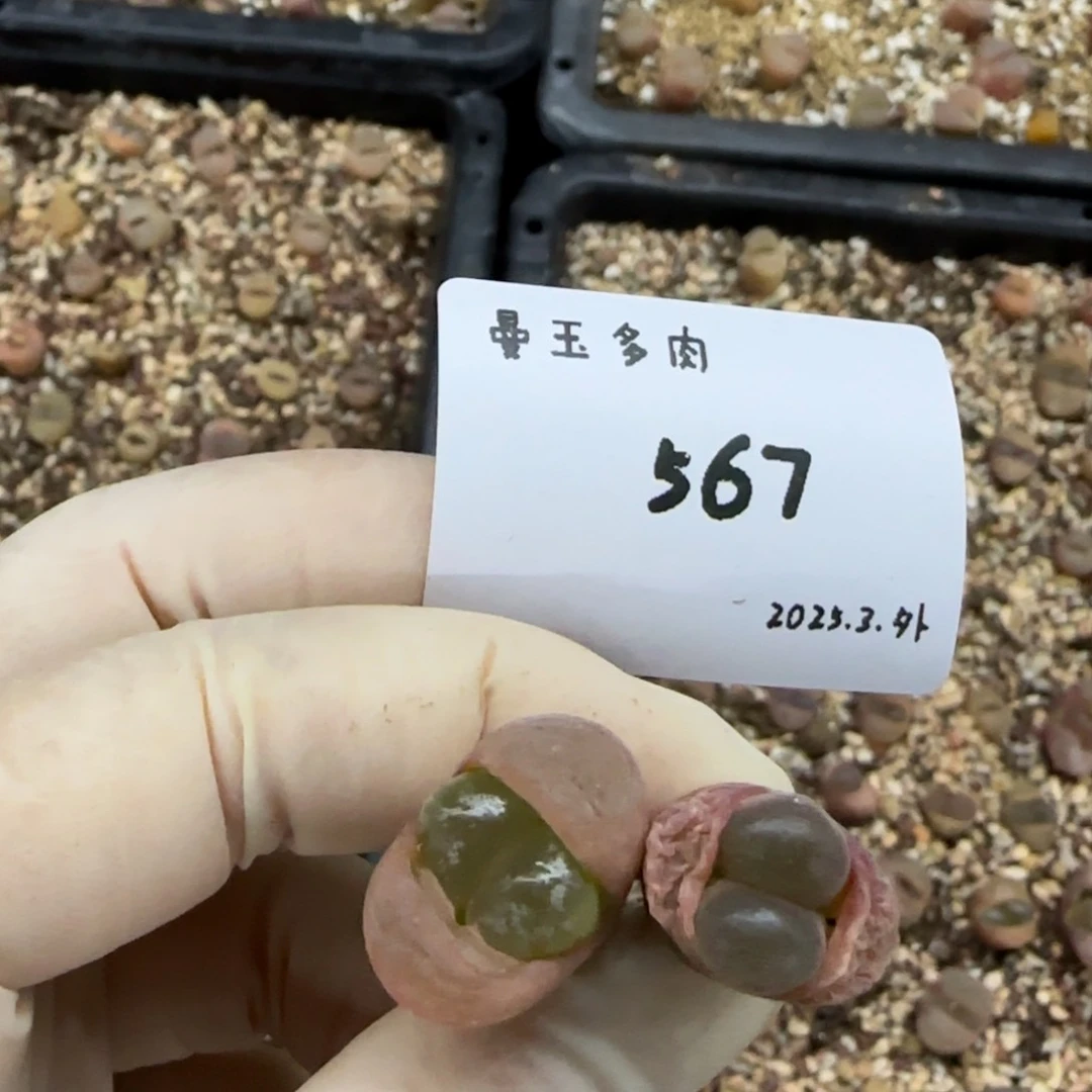 宣*王多肉多肉多肉567