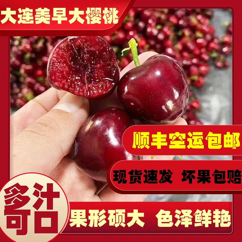 大连美早大樱桃现摘现发顺丰空运1J-5J 1-5斤应季水果 内附果径卡