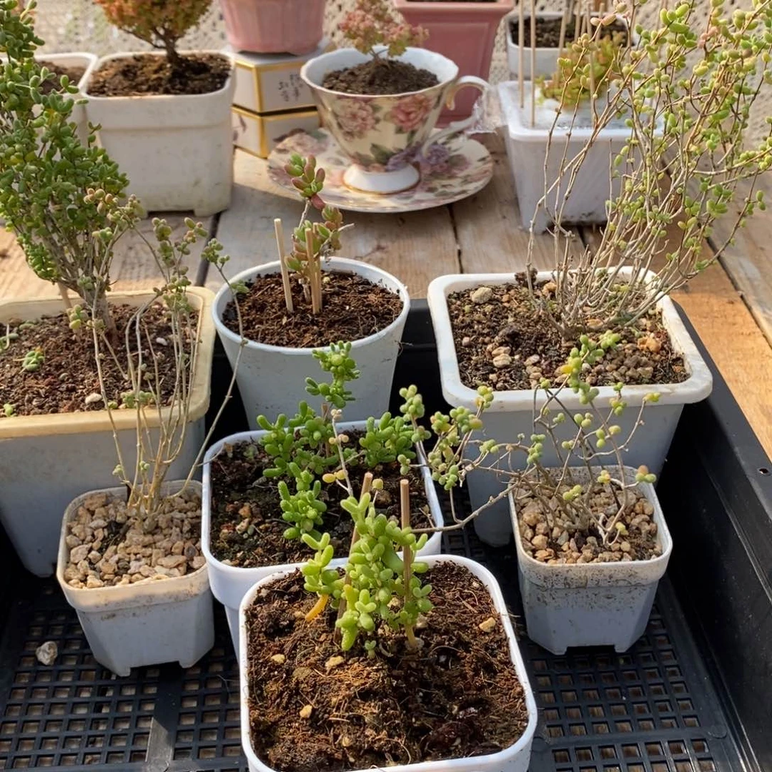 枝干番杏多肉植物590