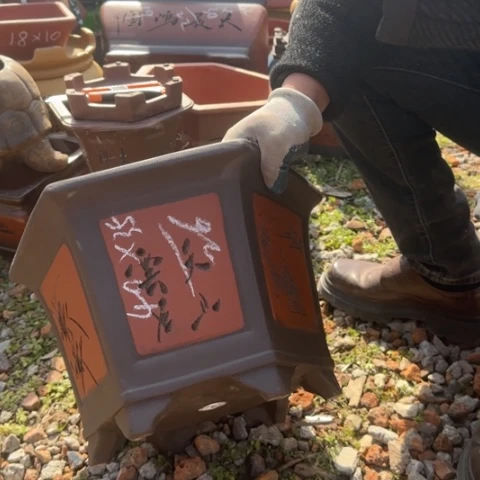 紫砂花盆紫砂花盆盆景盆栽