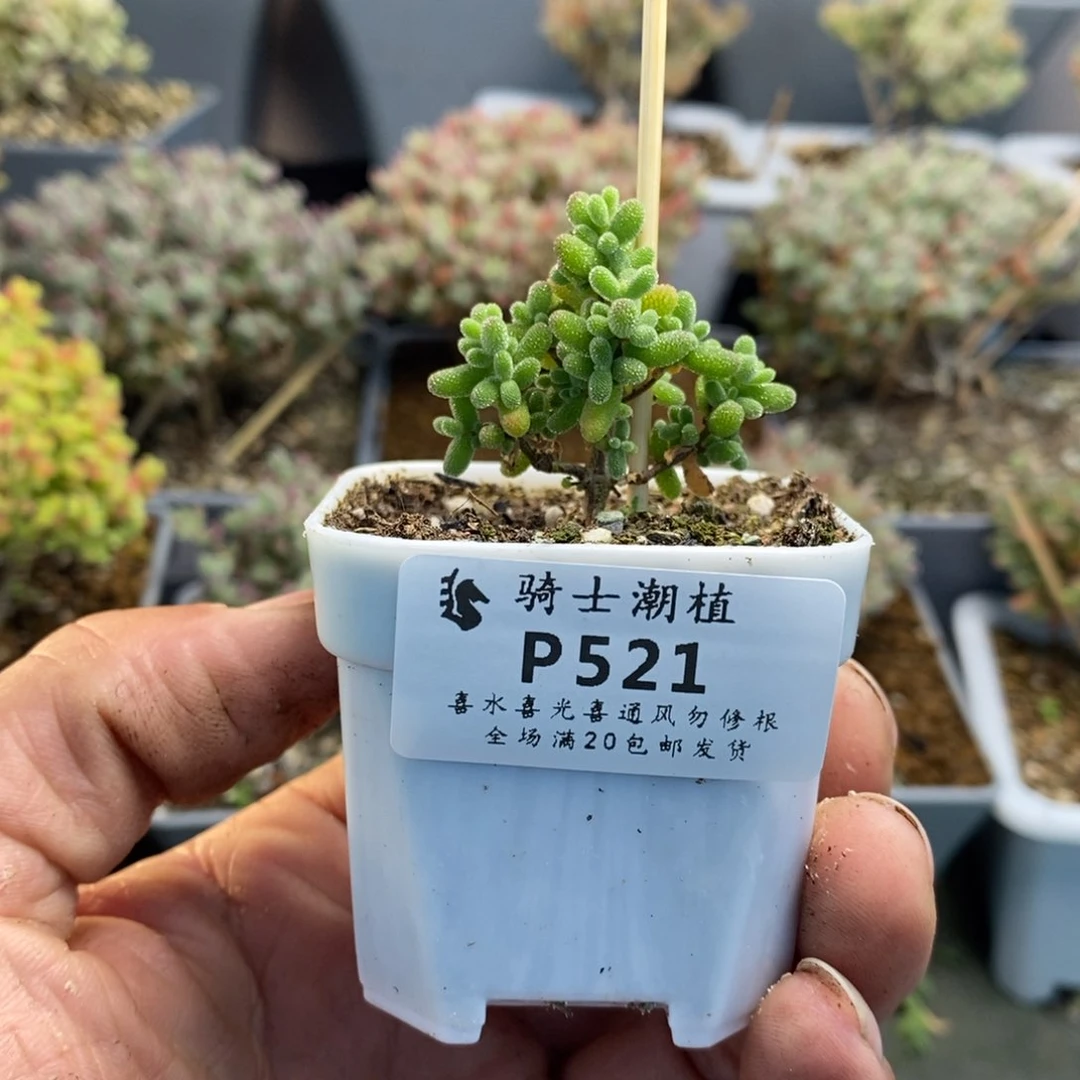 王****】521实生糖豆米