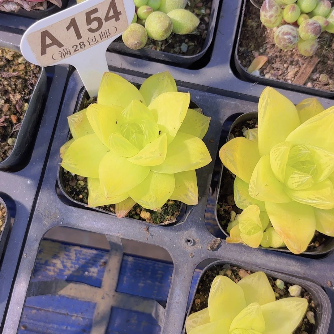 Q154黄金雨露一物语拍