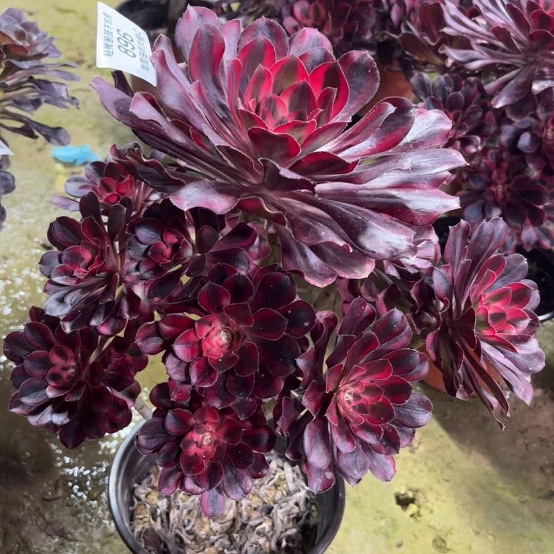 896丽娜多肉植物法师